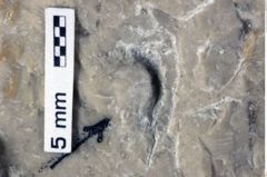 Foto (Detailansicht) von Goniodromites bidentatus (Reuss, 1858) (NHMW-GEO-1990-0041-0428)